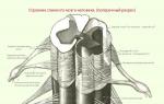 Structura și funcțiile fiecărui segment și ale măduvei spinării în ansamblu