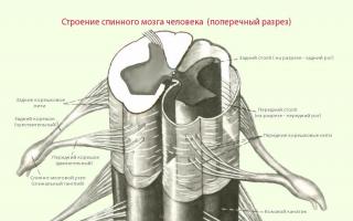 Kiekvieno segmento ir viso nugaros smegenų struktūra ir funkcijos