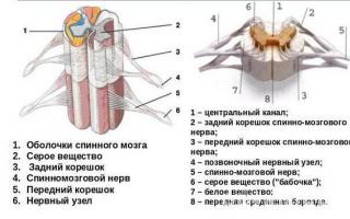 Măduva spinării, structura și funcțiile, anatomia canalului spinal uman