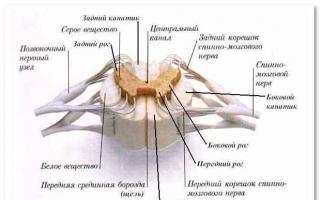 Conectivo de la médula espinal y conductor del sistema nervioso central.