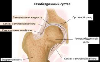 Articulación de la cadera humana: su estructura detallada y posibles patologías.