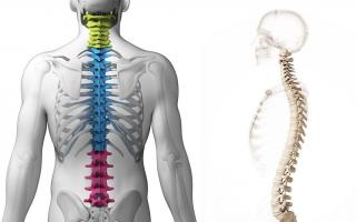 İnsan omurga yapısı, disk numaralandırması