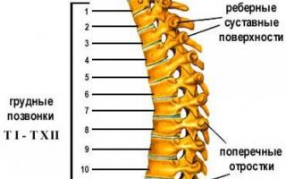 Câte vertebre are o persoană în diferite părți ale coloanei vertebrale?