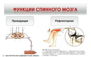 ¿Qué funciones realiza la médula espinal?