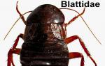 Gândacul negru - cum să-l recunoști și să-l distrugi